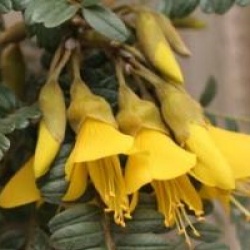 Sophora Sun King � 'Hilsop' cov 