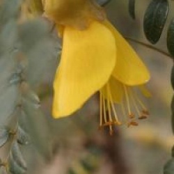 Sophora Sun King � 'Hilsop' cov 