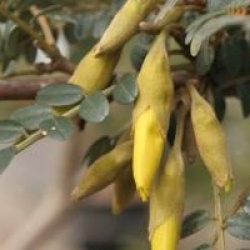 Sophora Sun King � 'Hilsop' cov 