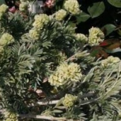 Anthyllis barba-jovis