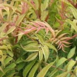 Sorbaria sorbifolia 'Sem' - Sorbaria Sem