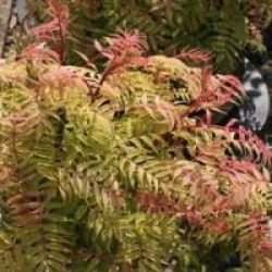 Sorbaria sorbifolia 'Sem'