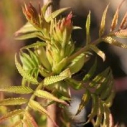 Sorbaria sorbifolia 'Sem'
