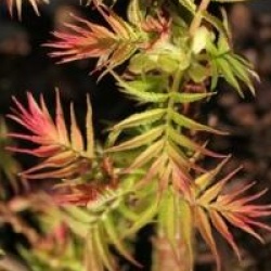 Sorbaria sorbifolia 'Sem'