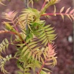 Sorbaria sorbifolia 'Sem'