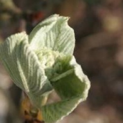 Sorbus aria 'Majestica'