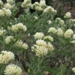 Anthyllis barba-jovis