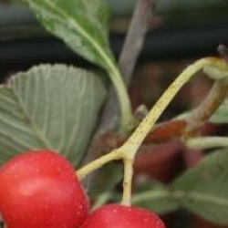 Sorbus aria 'Majestica'