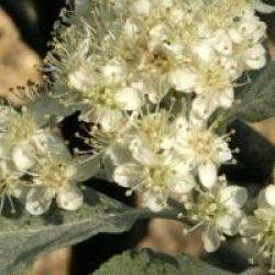 Sorbus aria 'Majestica'