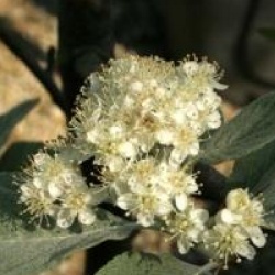 Sorbus aria 'Majestica'