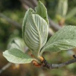 Sorbus aria 'Majestica'