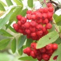 Sorbus aucuparia