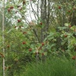 Sorbus aucuparia