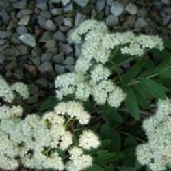 Sorbus aucuparia 'Pendula' - Sorbier des oiseaux pleureur