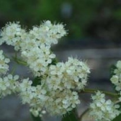 Sorbus aucuparia 'Pendula'
