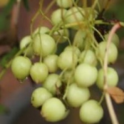 Sorbus cashmiriana 
