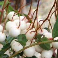 Sorbus cashmiriana  - Sorbier du Cachemire