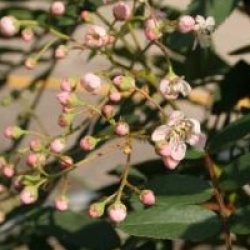 Sorbus cashmiriana 