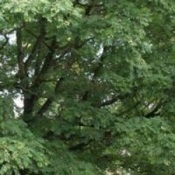 Sorbus domestica  - Cormier