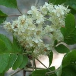 Sorbus x thuringiaca 'Fastigiata' - Sorbier fastigi�