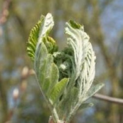 Sorbus x thuringiaca 'Fastigiata'