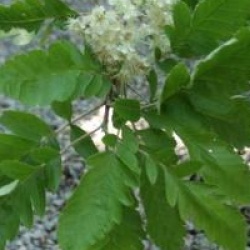 Sorbus x thuringiaca 'Fastigiata'