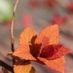 Spiraea japonica 'Magic Carpet'
