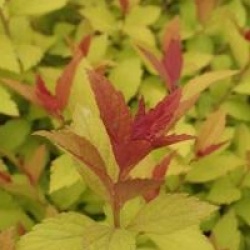 Spiraea japonica 'Magic Carpet' - Spir�e Magic Carpet