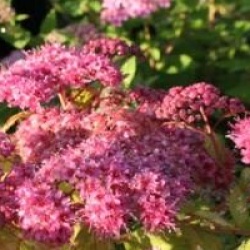Spiraea japonica 'Magic Carpet'