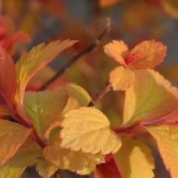 Spiraea japonica 'Magic Carpet'