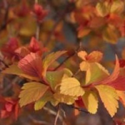 Spiraea japonica 'Magic Carpet'