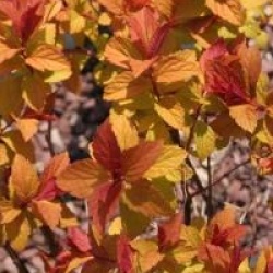 Spiraea japonica 'Magic Carpet'