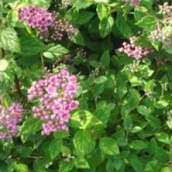 Spiraea japonica 'Little Princess' - Spir�e Little Princess