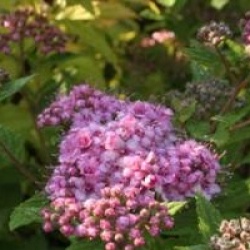 Spiraea japonica 'Little Princess'