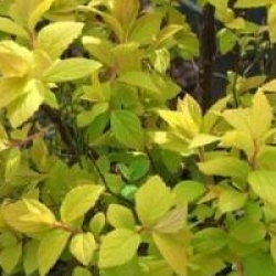 Spiraea japonica 'Gold Mound'