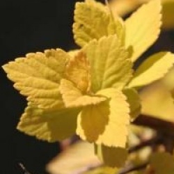 Spiraea japonica 'Gold Mound'