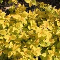 Spiraea japonica 'Gold Mound'