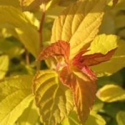 Spiraea japonica Golden Princess 'Lisp' cov  - Spir�e Golden Princess