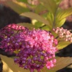 Spiraea japonica 'Goldflame' - Spir�e Goldflame