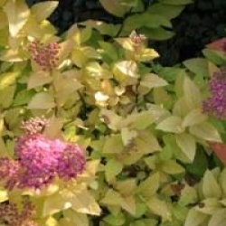 Spiraea japonica 'Goldflame'