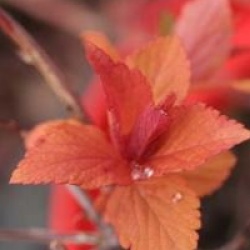 Spiraea japonica 'Goldflame'