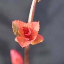 Spiraea japonica 'Goldflame'