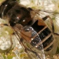 Spiraea japonica var. albiflora 