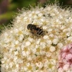 Spiraea japonica var. albiflora 