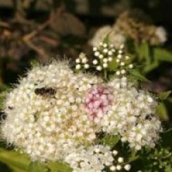 Spiraea japonica var. albiflora 
