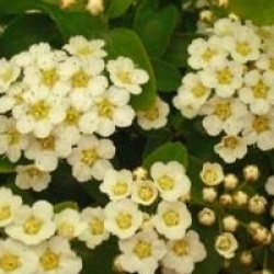 Spir�e halward's silver