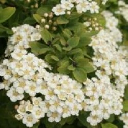 Spiraea nipponica 'Halward's Silver'