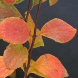 Spiraea 'Summersnow'