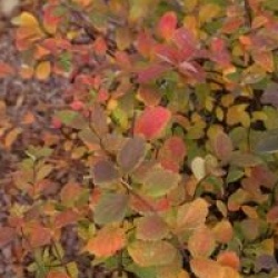 Spiraea 'Summersnow'