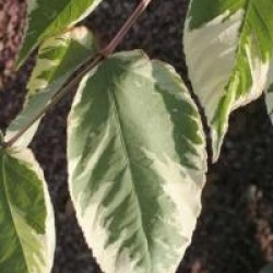 Aralia elata 'Variegata' - Ang�lique du Japon panach�e